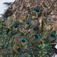 "Peacock" Dress by Jenny Packham